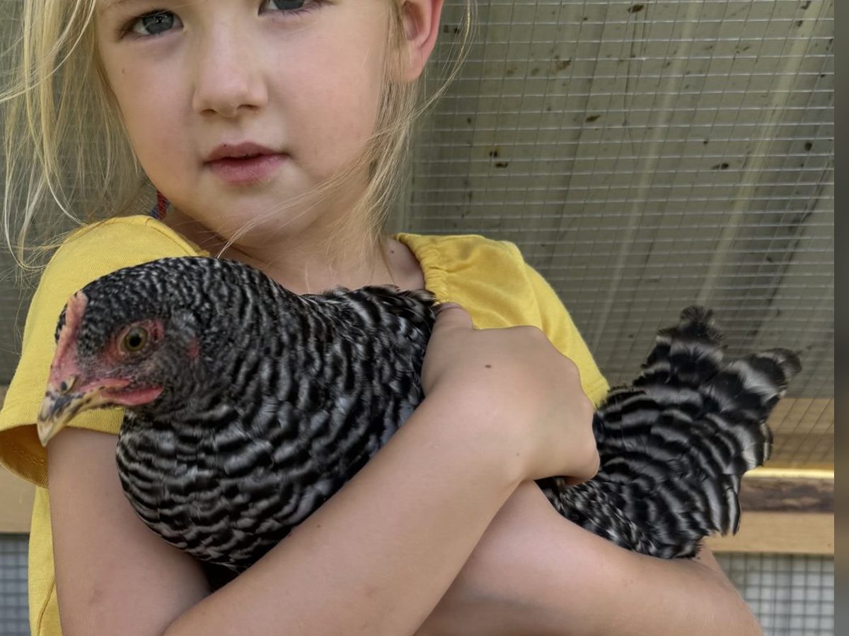 Barred Plymouth Rock Pullets, photo 1