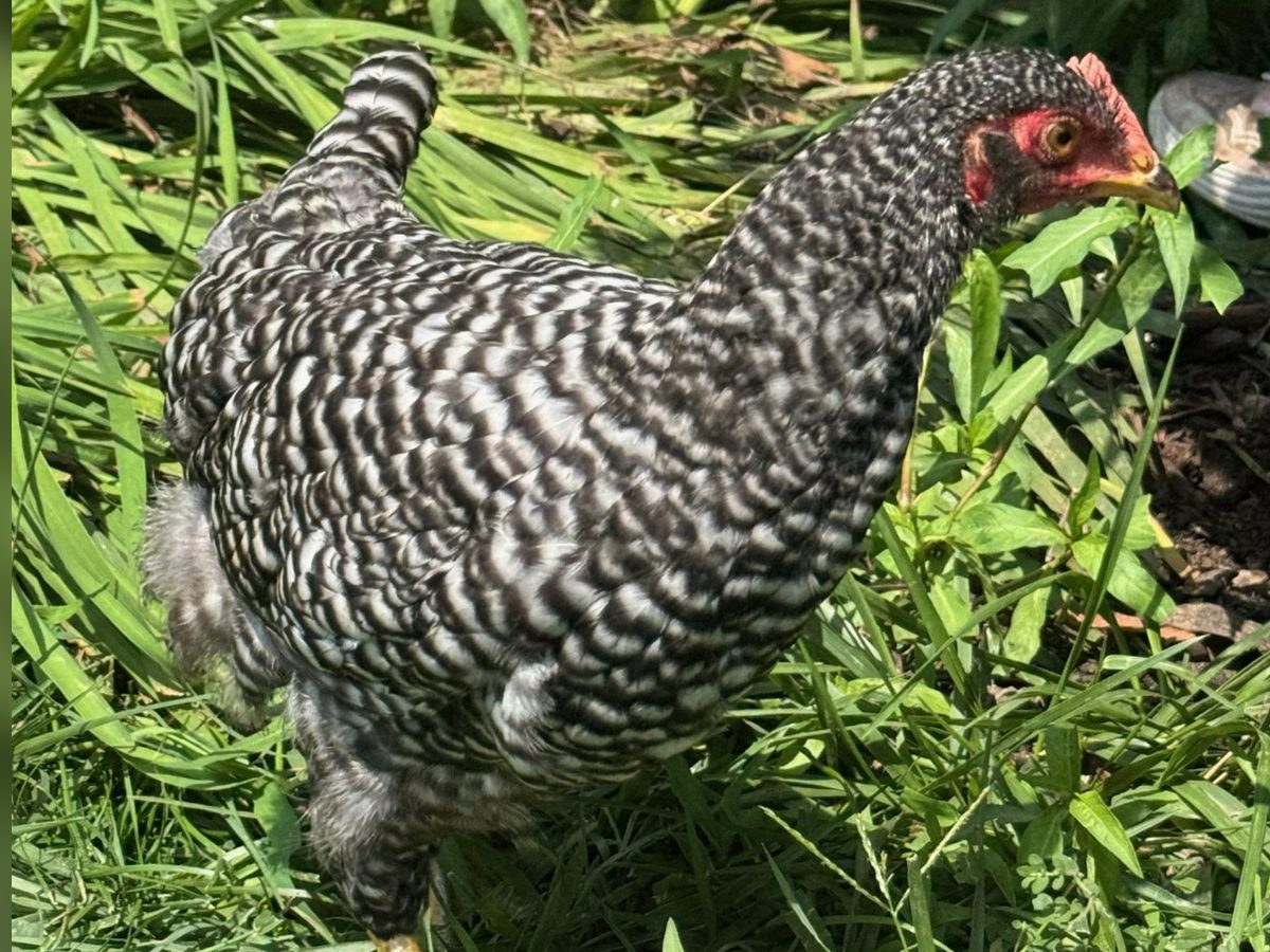 Barred Plymouth Rock Pullets, photo 2