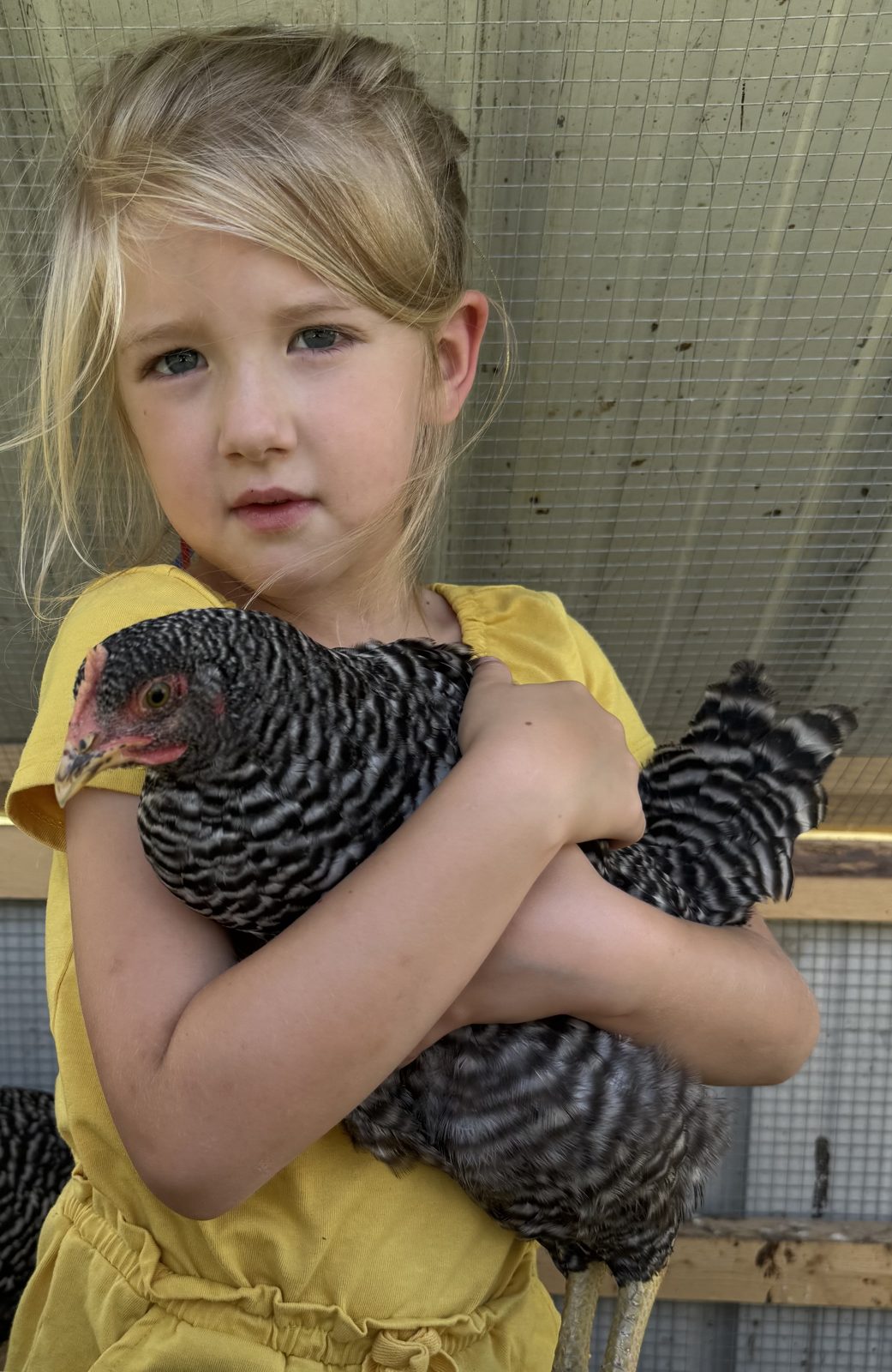 Barred Plymouth Rock Pullets