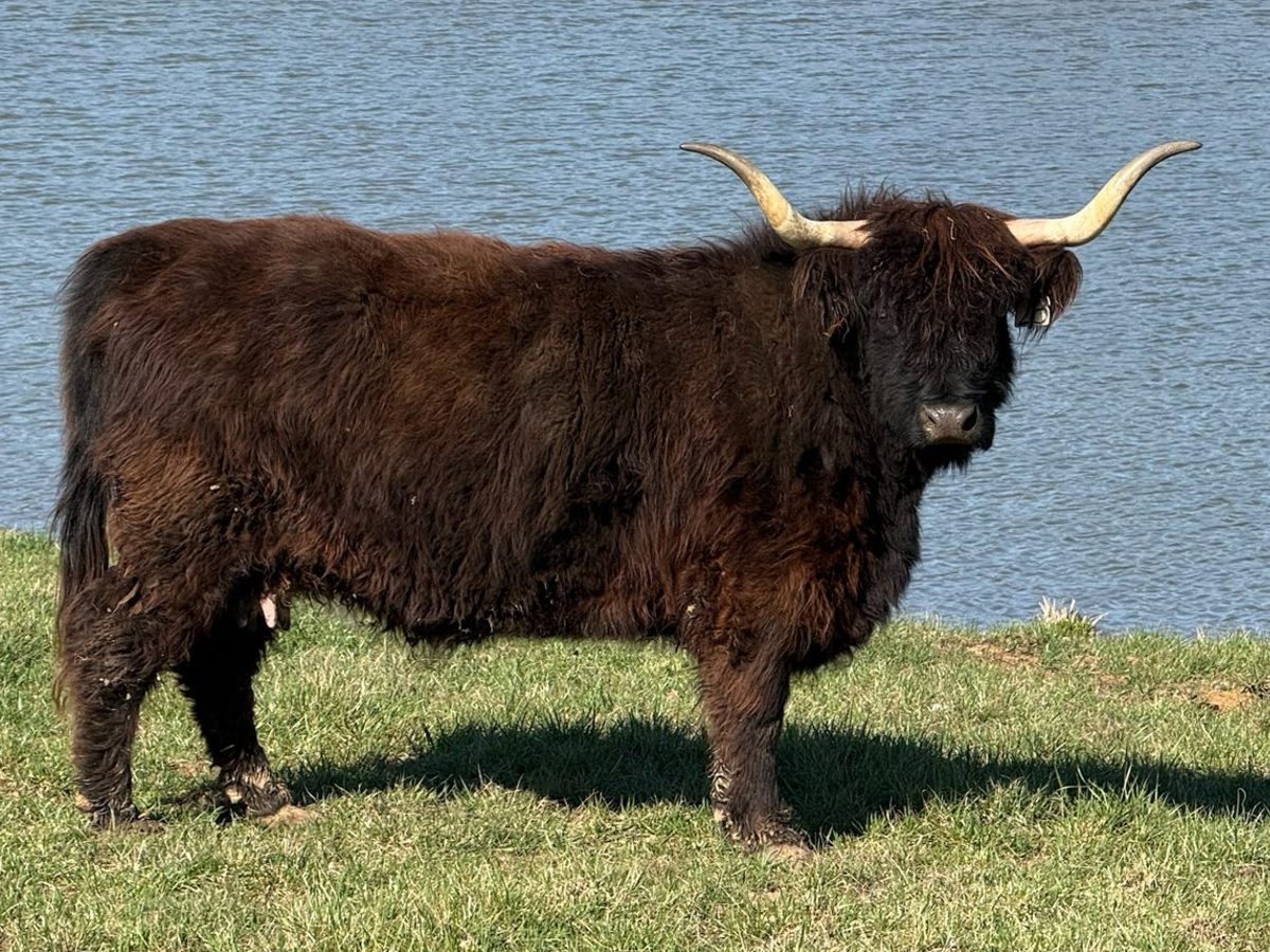 Black highland cow, photo 1
