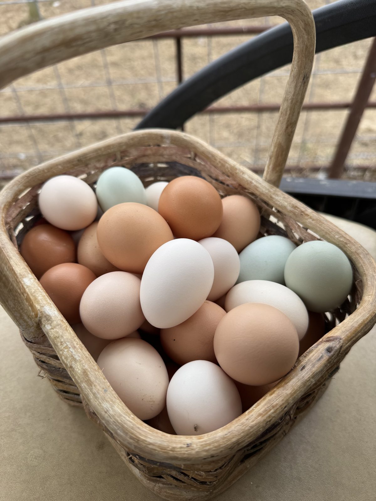 Chicken Eggs, photo 1