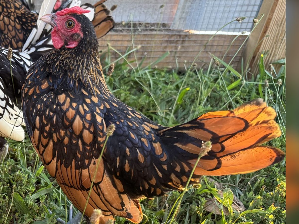Gold and Silver Sebright Bantam Cockerels, photo 2