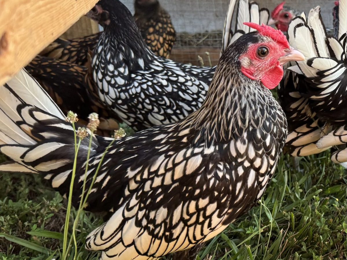 Silver and Gold Sebright Bantam Cockerels, photo 1