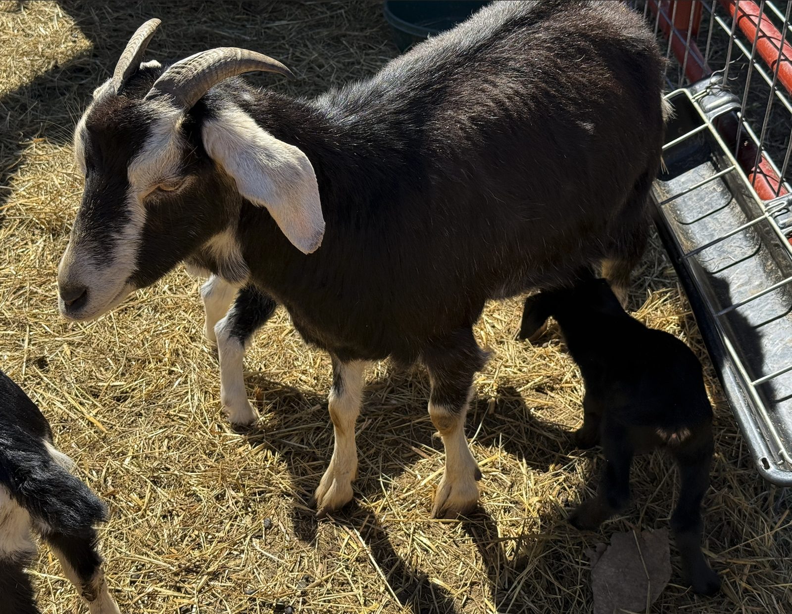 kiko nanny and twin doe/buckling, photo 1