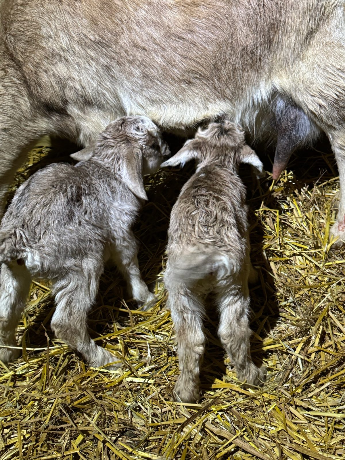 Kiko nanny and twin doelings, photo 2
