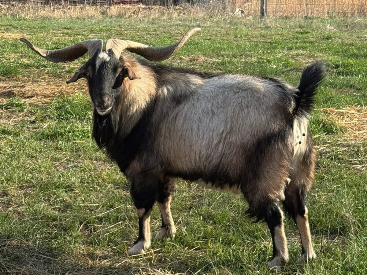 Pure bred Kiko buck, photo 1