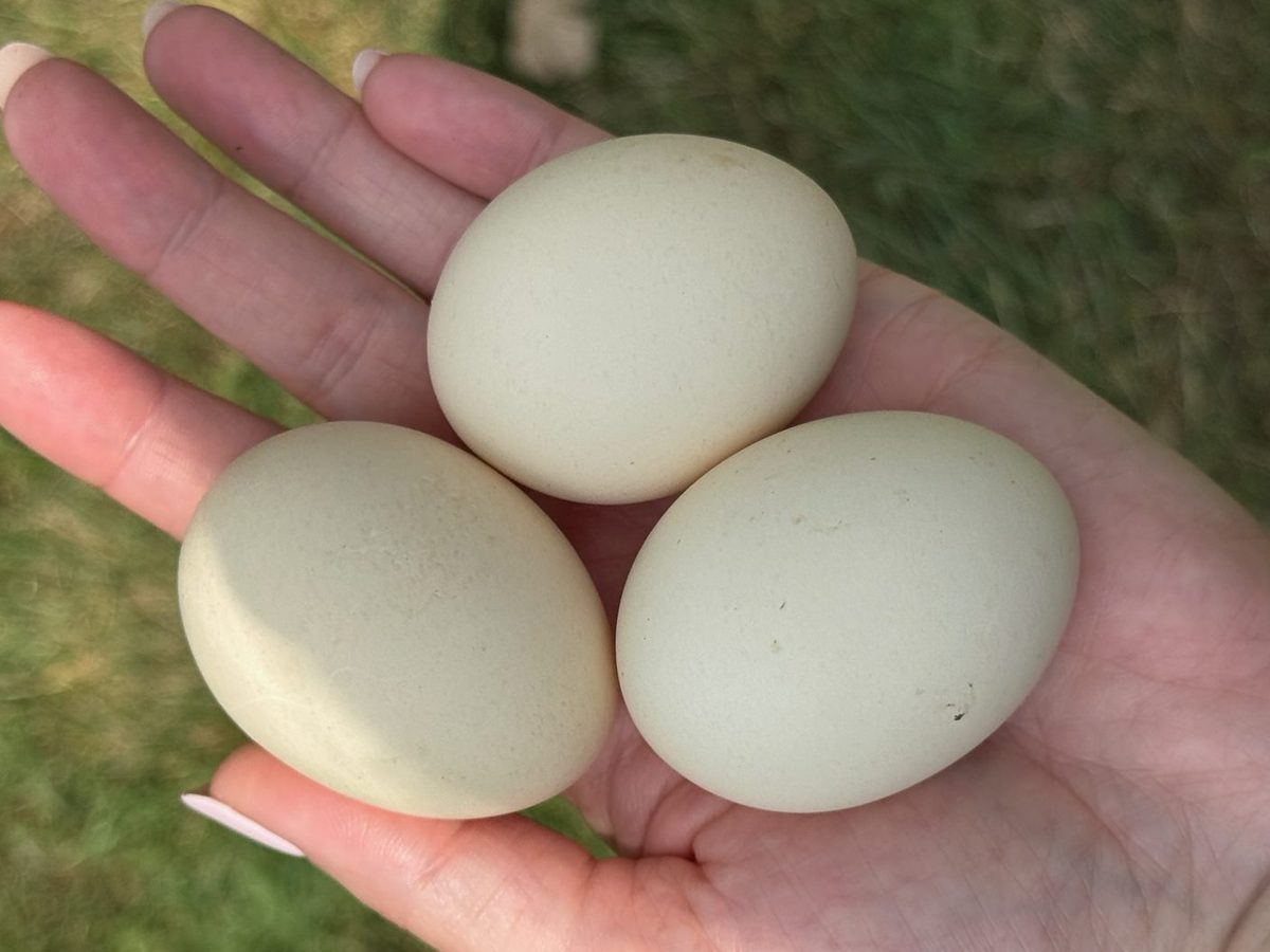 Red Phoenix Hatching Eggs
