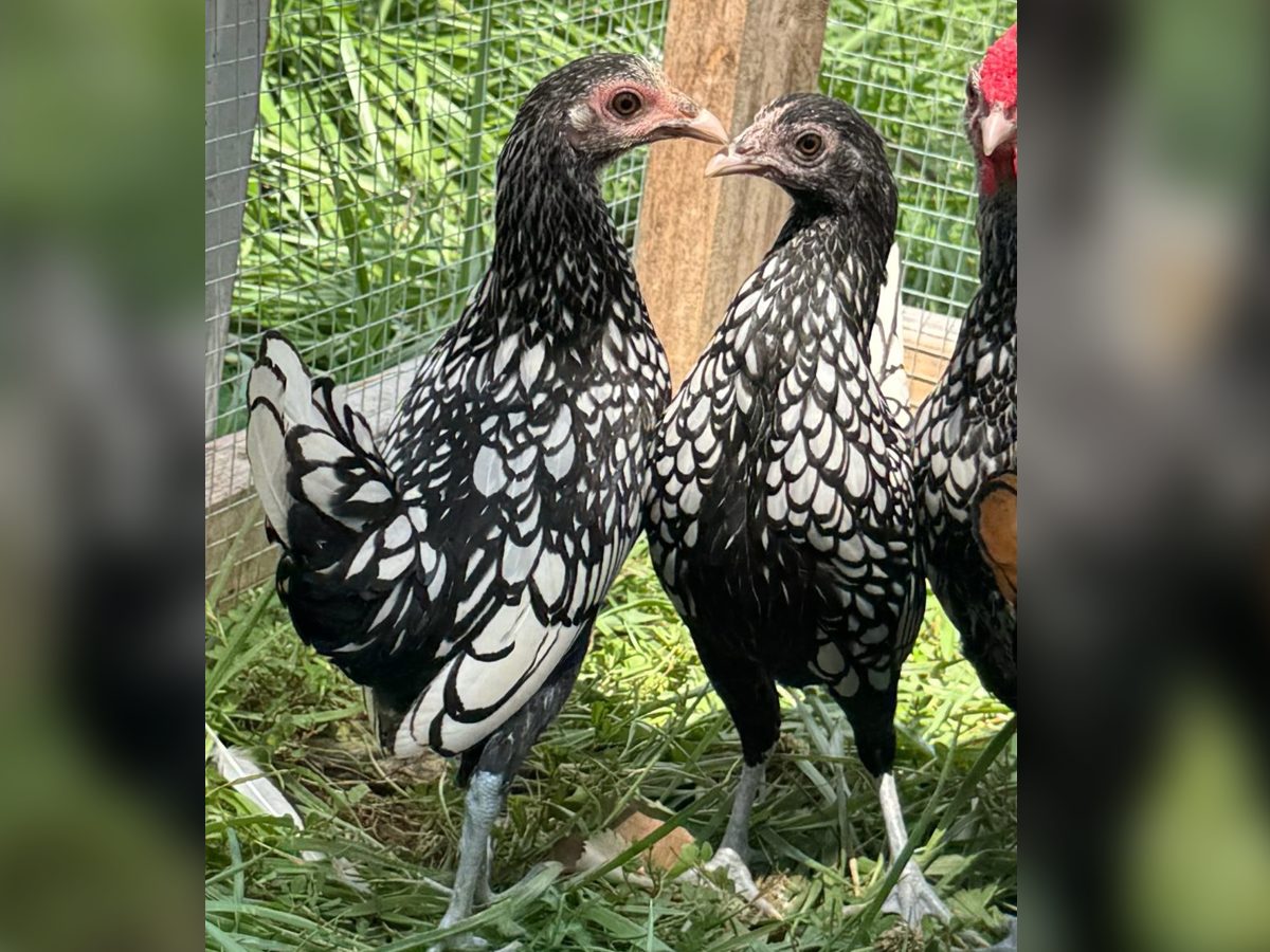Silver and Gold Sebright Bantam Pullets, photo 1