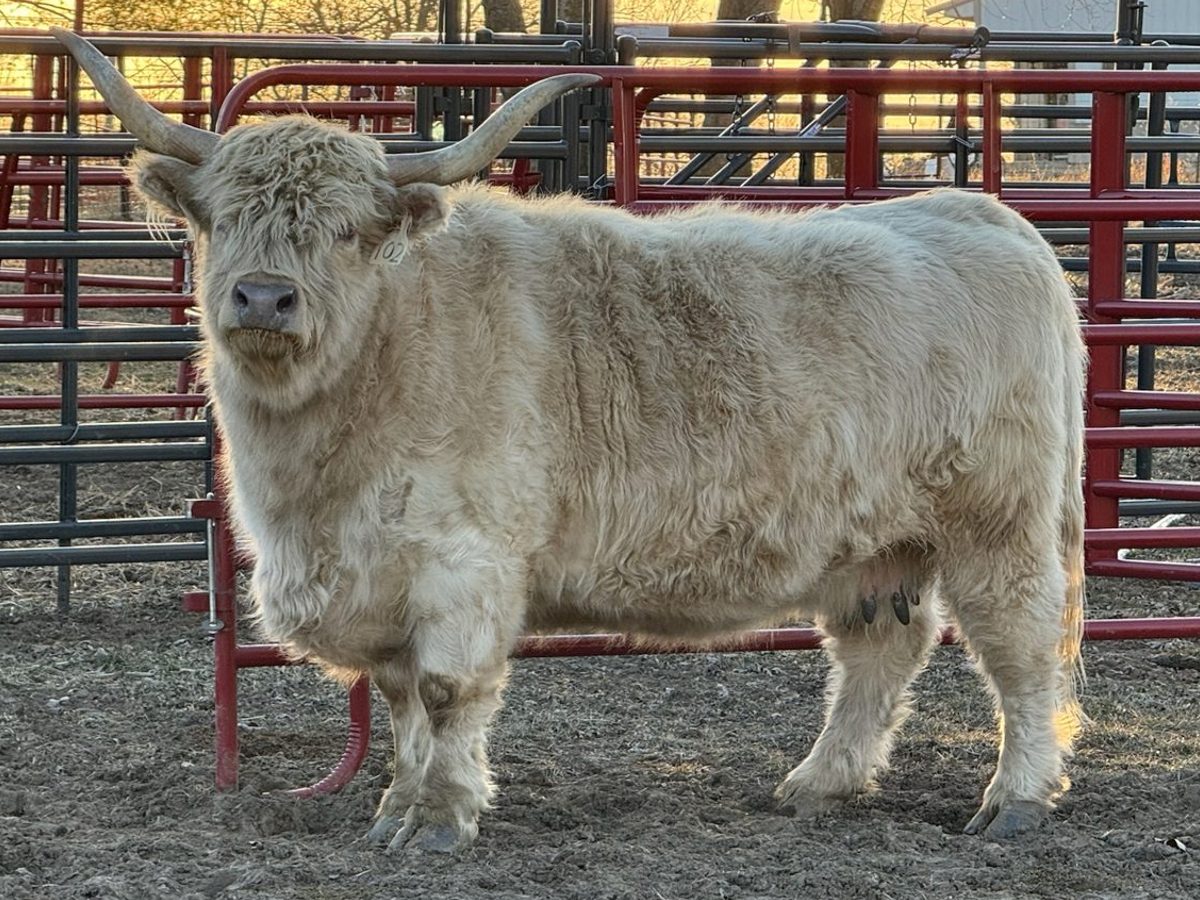 Silver highland cow, photo 1