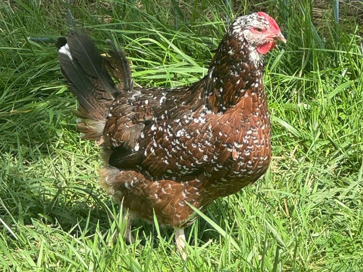 Speckled Sussex Hens with Rooster, photo 1